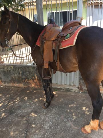 Cavalo meio sangue manga larga - Foto 3