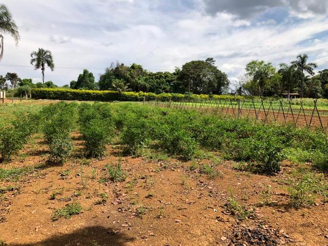 Sérgio Soares Vende: Linda chácara na Ponte Alta 3 hectares - Foto 10