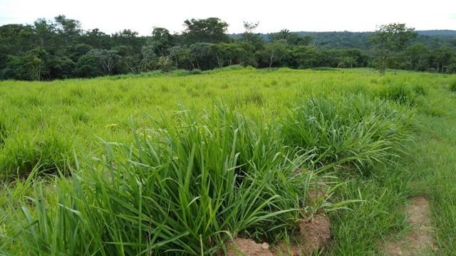 29,00 Hectares, Beira Rio Sepotuba, um Sonho-Tangará, Ligue Agora!!!