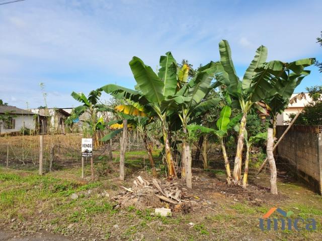 Terreno - Araquari - Foto 3