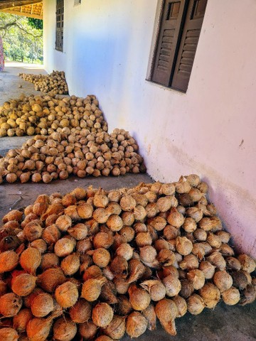 Vendemos na Linha Verde, Coco Seco e Verde