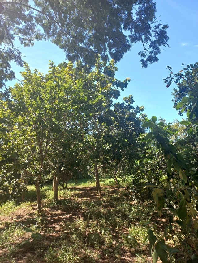 Chácara em bela Vista  - Foto 2