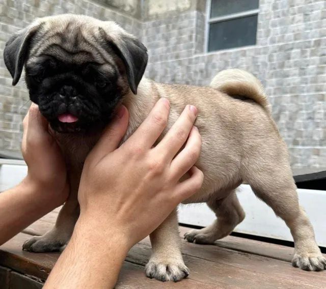 Pug Mini  - Foto 2