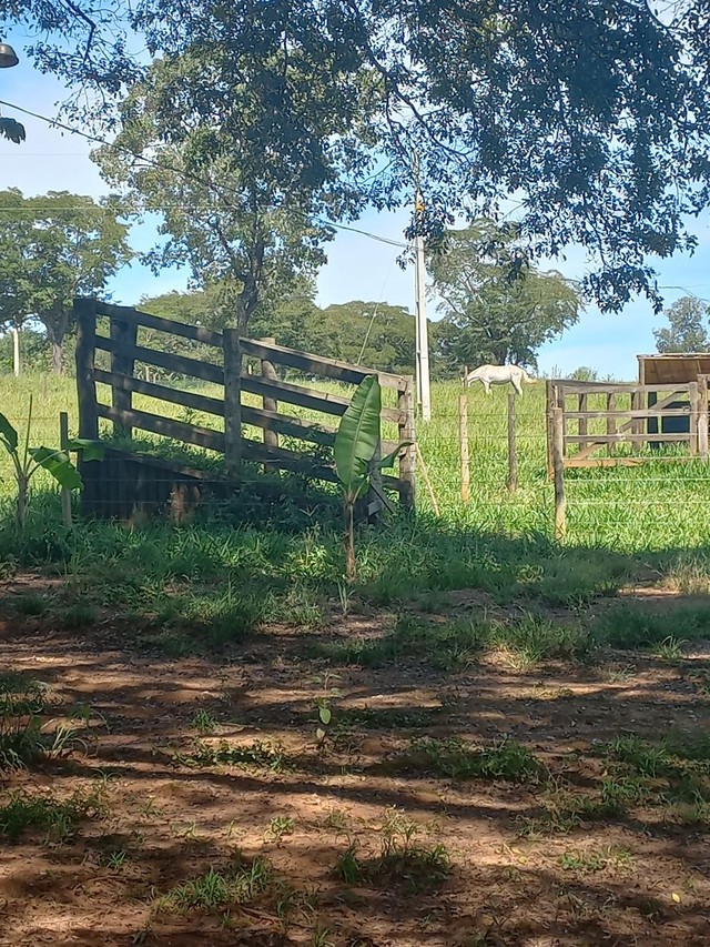 Chácara em bela Vista  - Foto 4