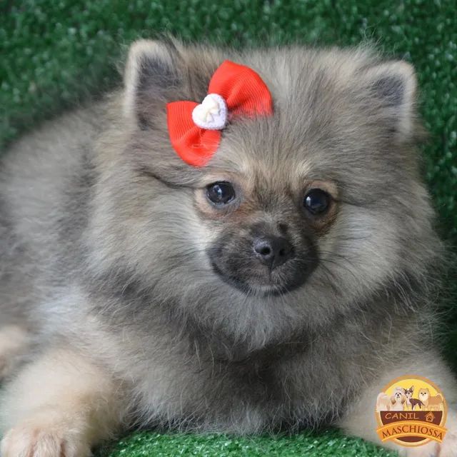 Spitz Alemão Anão.  Pedigree CBKC. 6 vezes sem juros. - Foto 4