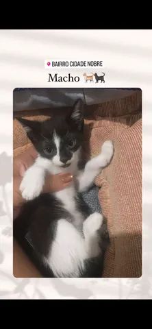 Gatinhos para adoção responsavel   - Foto 2