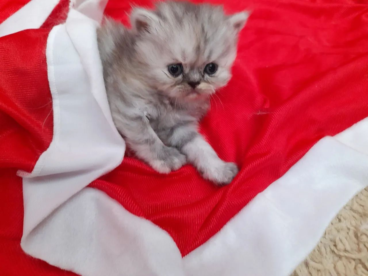 Lindos gatos persa - Foto 4