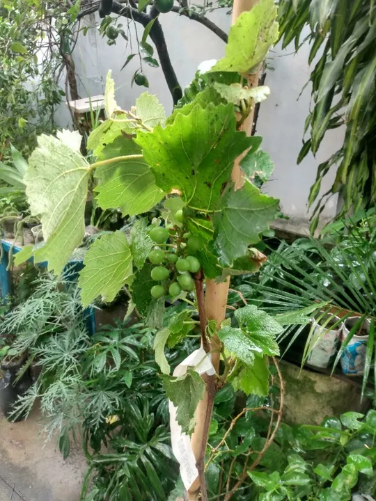 Jabuticabeira híbrida produzindo