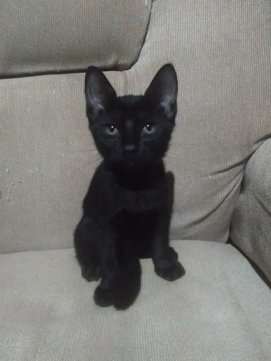 Gatinhas para adoção - Foto 3