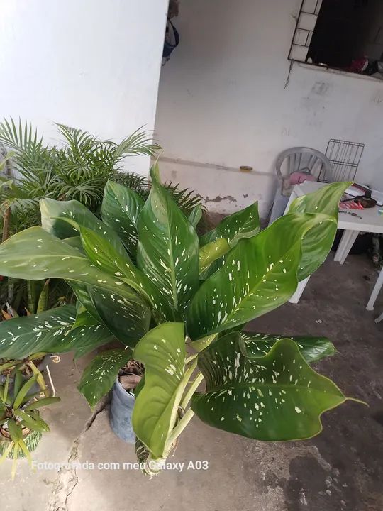 PLANTA COMIGO NINGUÉMPODE - Foto 2