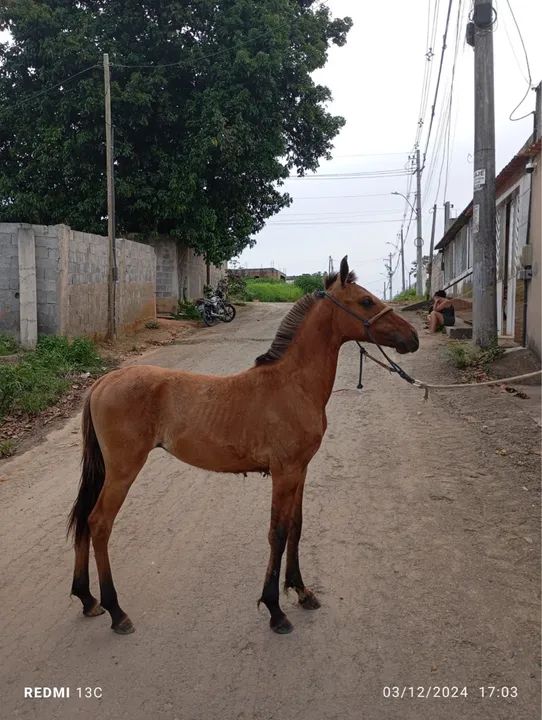 Potro Mangalarga Marchador