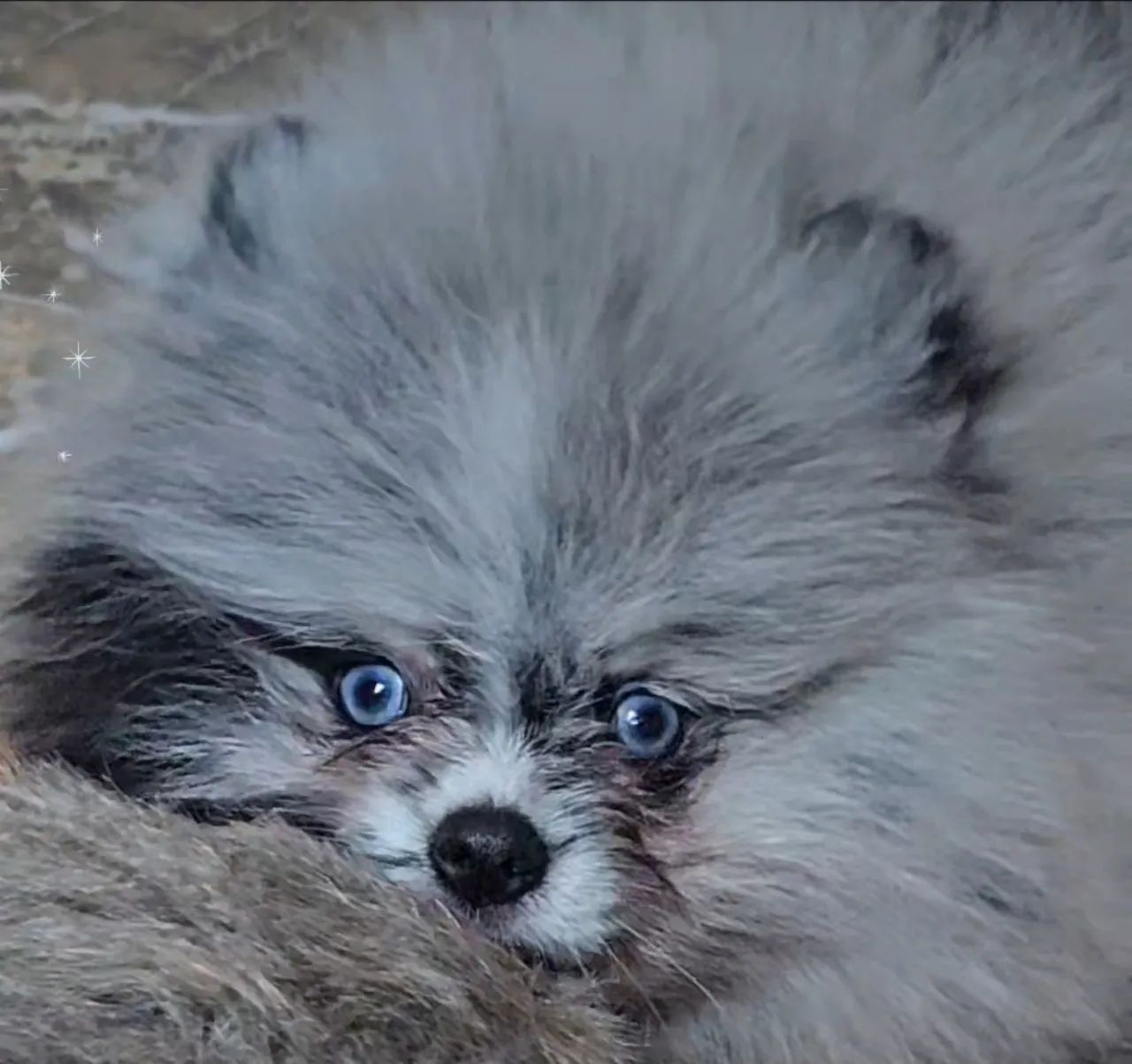 Spitz Alemão  em 10x cartão - Foto 4