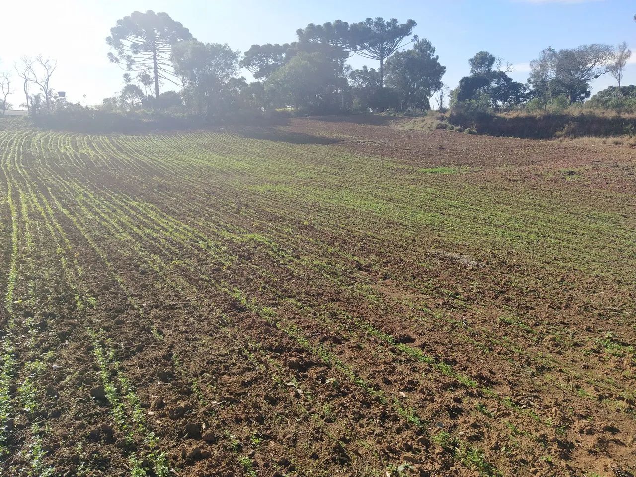 Lote próximo o Trevo. - Foto 2