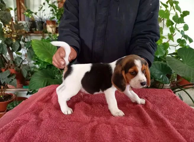 Beagle Fêmea na cor tricolor filhote com 55 dias vacinada e com pedigree - Alberto