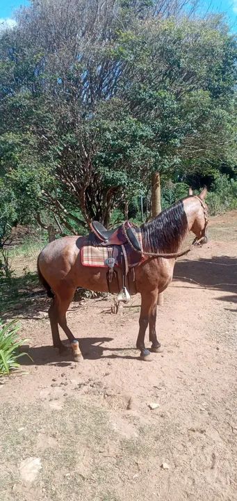 Cavalo rosilho diferenciado  - Foto 4