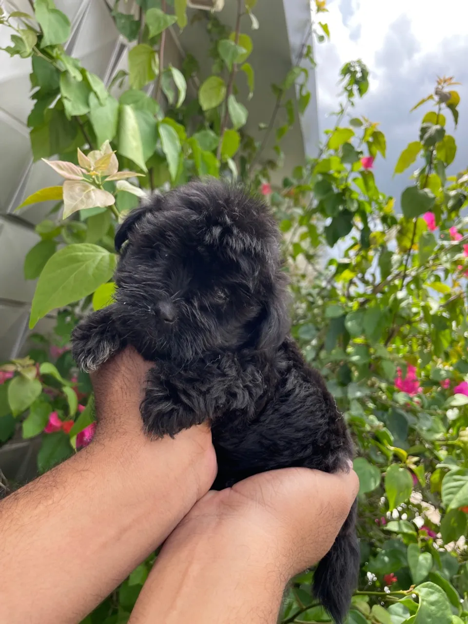 Vende- se filhotes da raça poodle