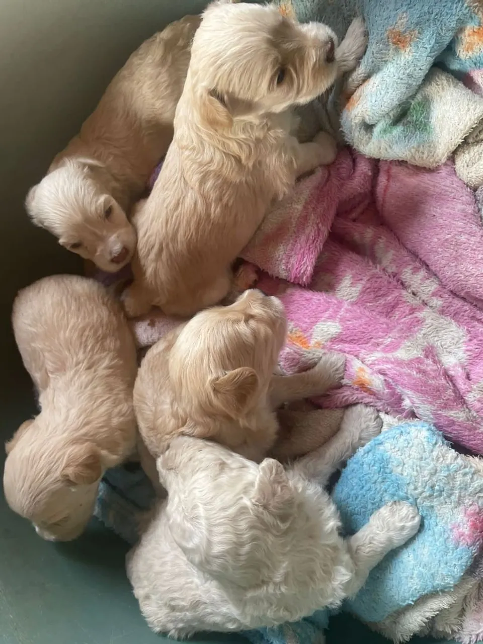 Filhotes de Poodle macho disponível para pegar