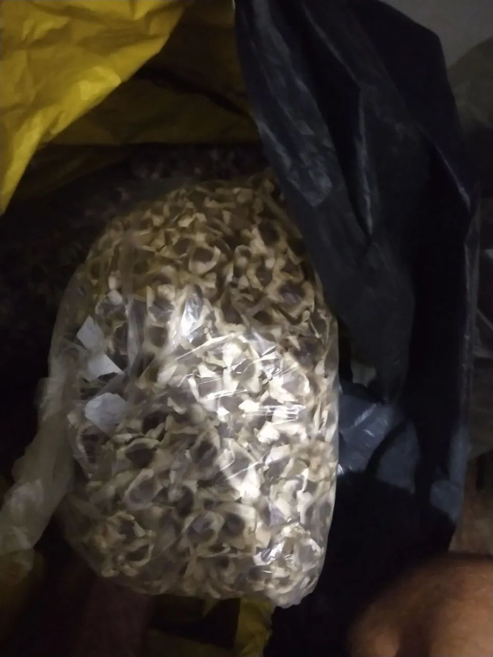 Cinco mil sementes de moringa - Foto 4