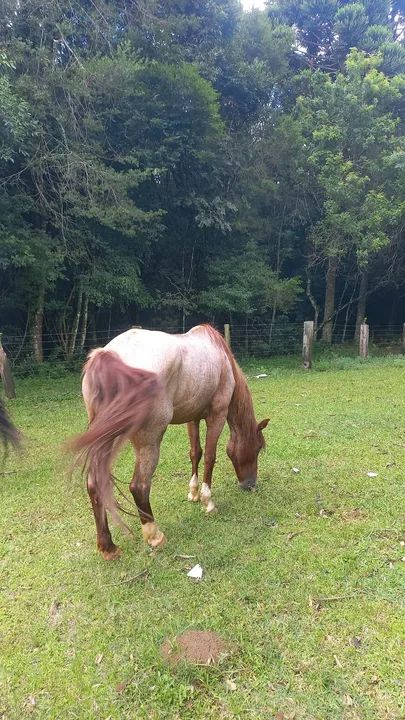 Cavalo Mangalarga Marchador - Foto 3