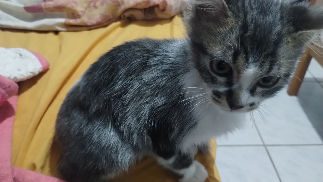 Doasse gata de 4/5 meses fêmea