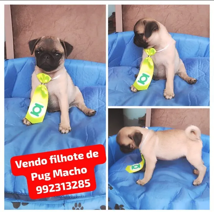 Vendo filhote de Pug Macho