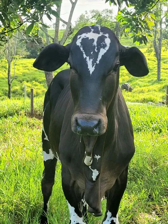 Nelore Pintado PO - Foto 3