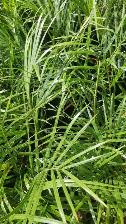 Plantas de Jardim - Lindas e saudáveis - Foto 2