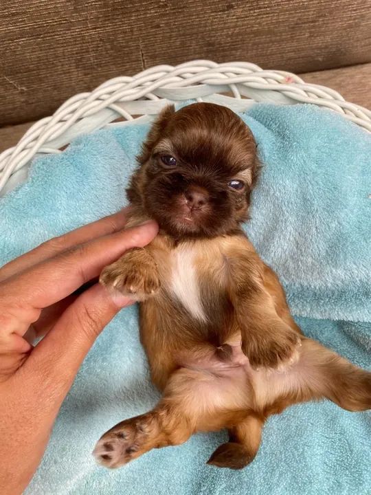 Filhotes Shih Tzu fígado disponíveis  - Foto 6