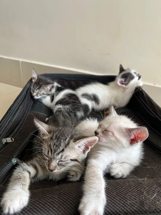 Gatinhos fofinhos para adoção
