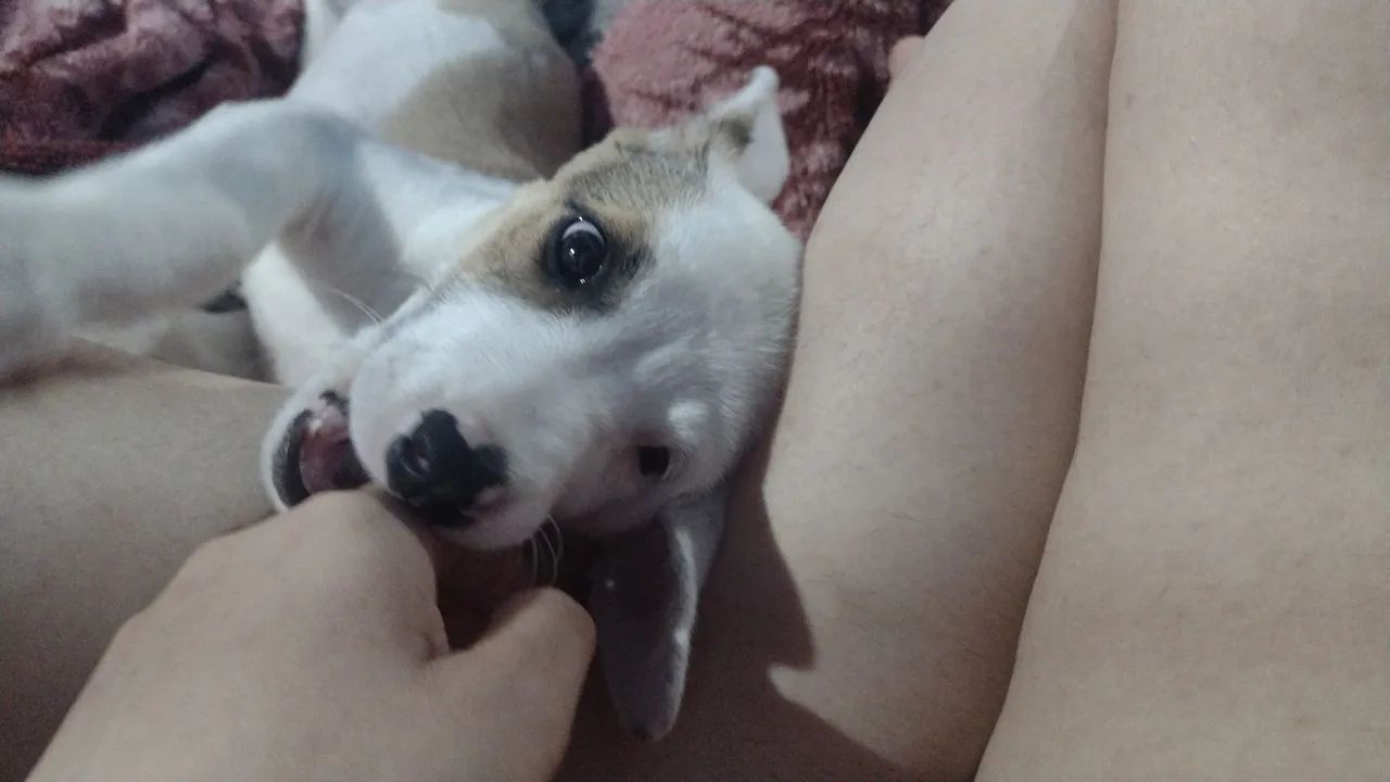 Cachorrinha femia 3 meses  - Foto 2