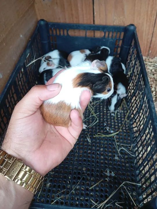 Filhotes de porquinhos da índia- Lindos e saudáveis