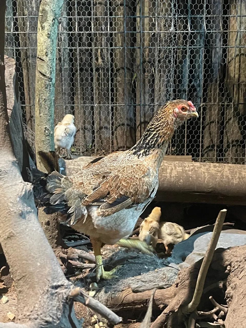 Ovos galados  - Foto 2