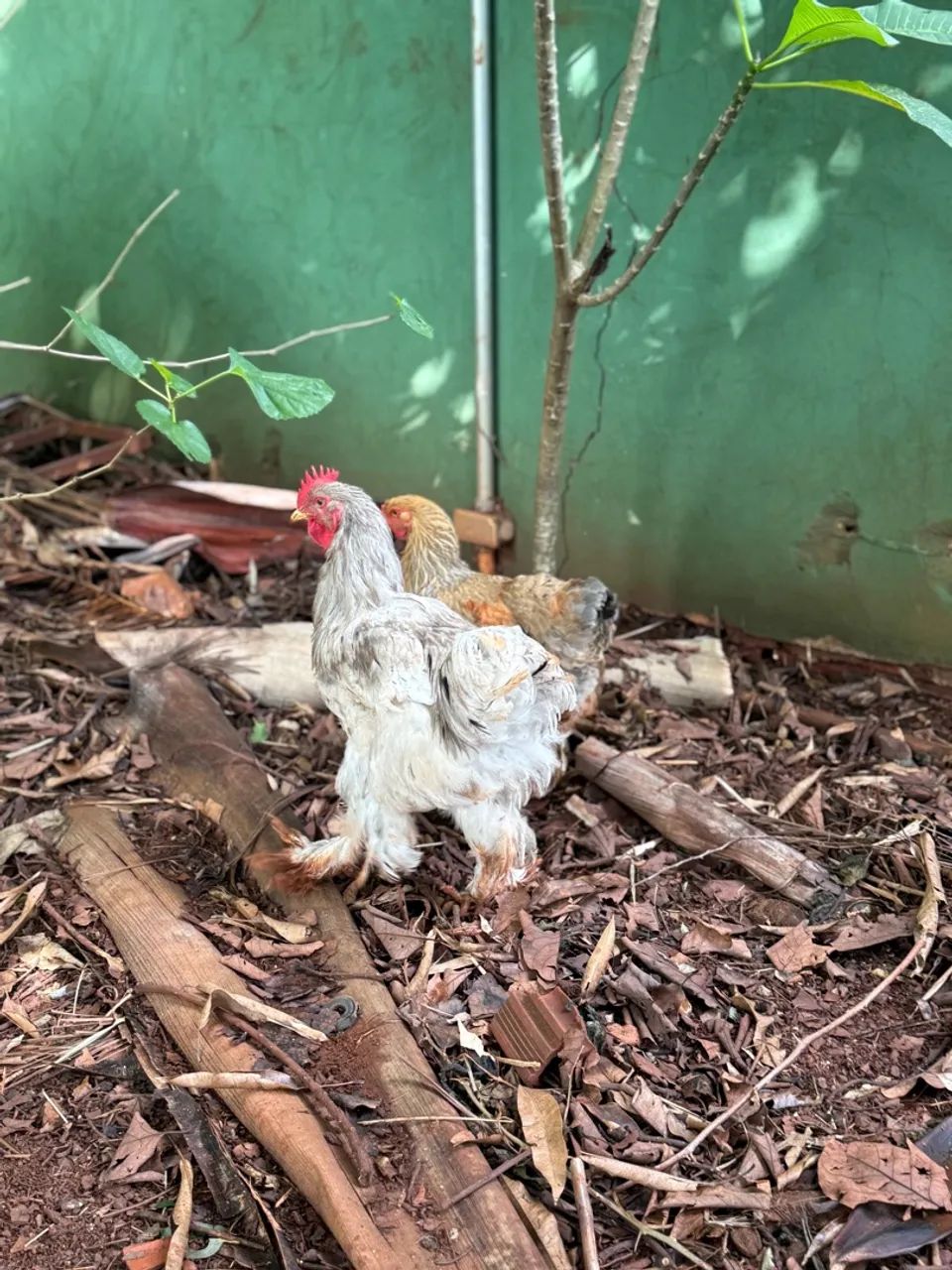 Casal galo e galinha brama  - Foto 5