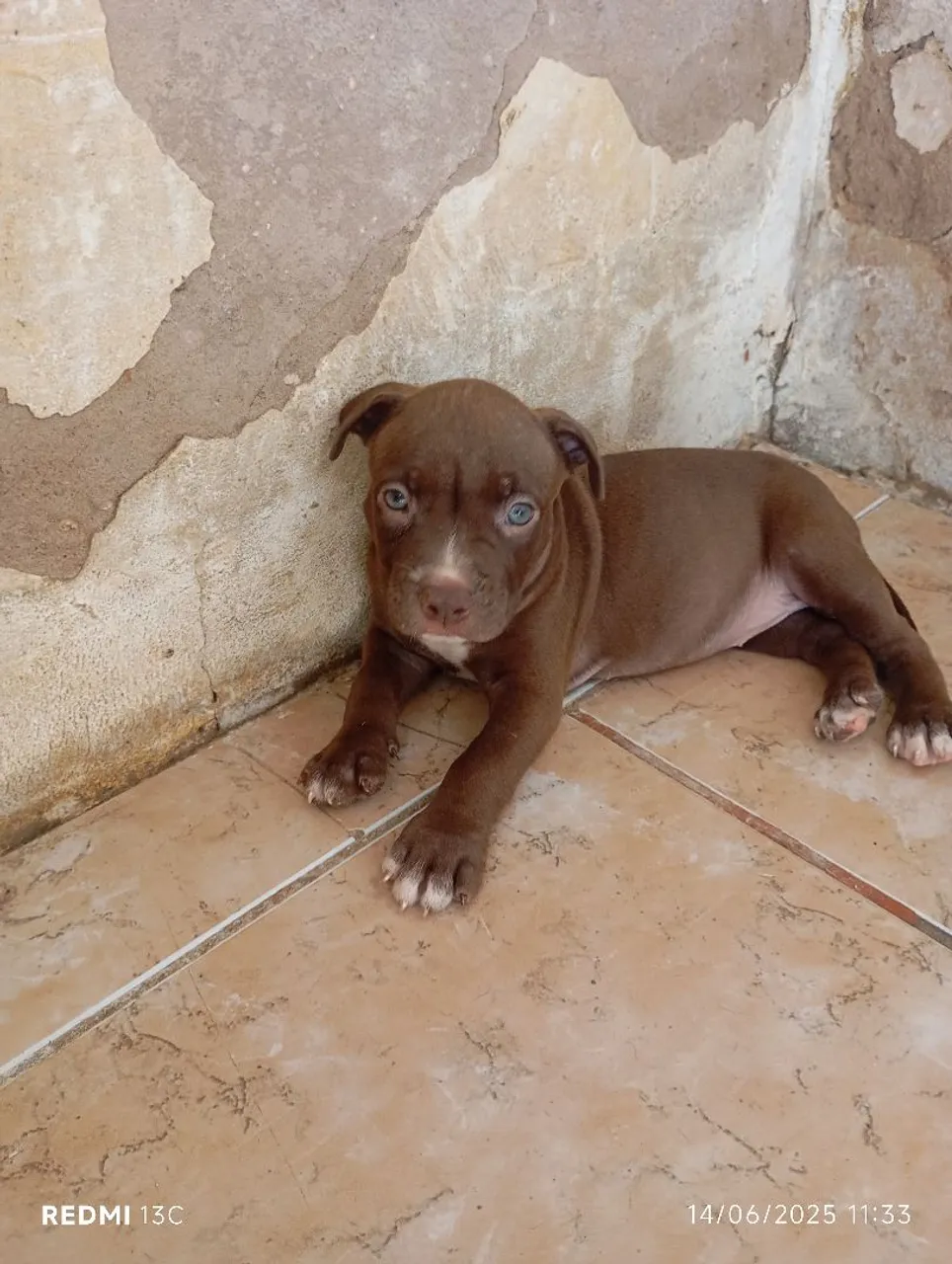 Filhote de Pitbull red nose x pitmonster