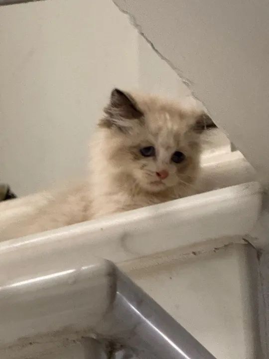 Gatinho fofinho para adoção - Foto 2