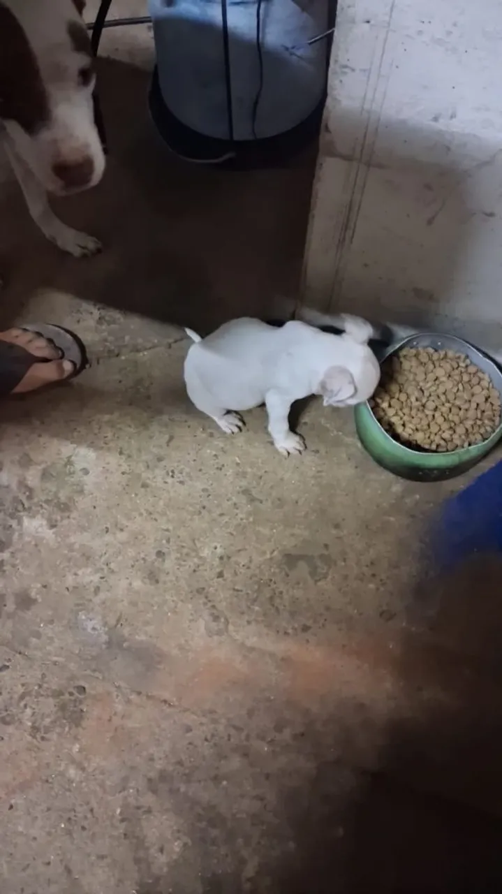 Filhote de Pitbull disponível para venda adoção