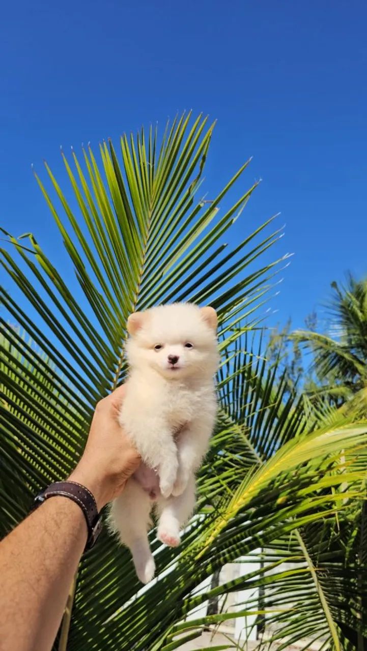 Lulu da pomerania Anão Baby face ursinho 