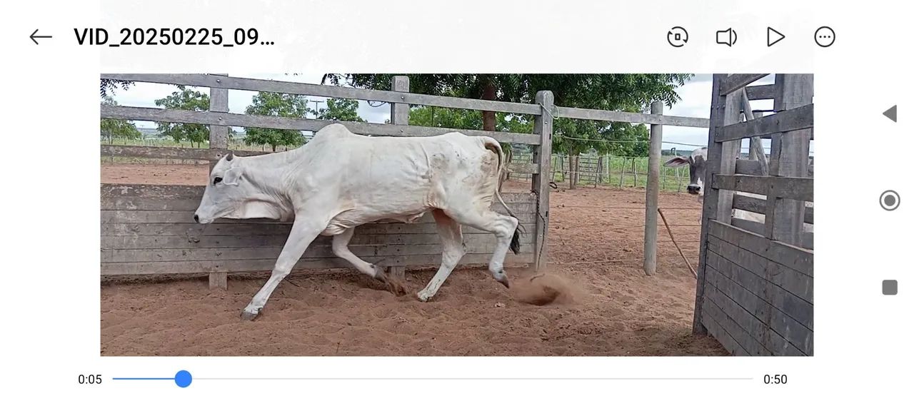 Vacas, novilhas e bezerros e bezerras a venda - Foto 3