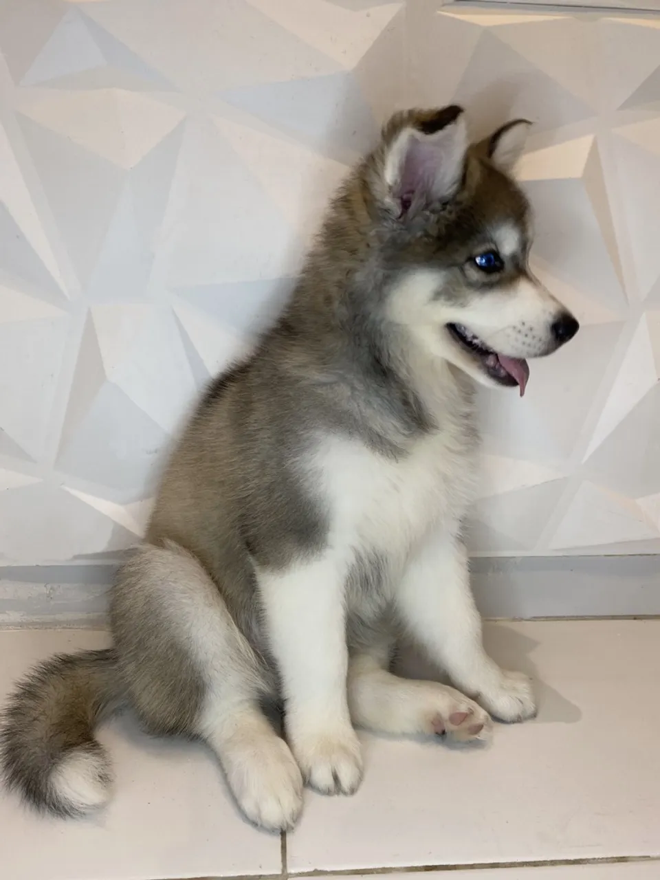 Husky siberiano