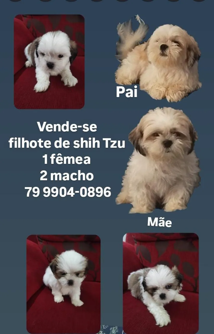Filhotes de Shih Tzu à venda