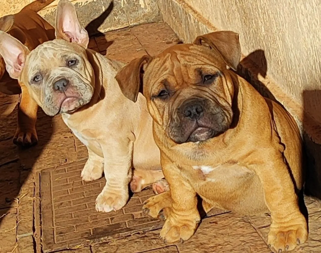 Filhotes de American Bully com pedigree