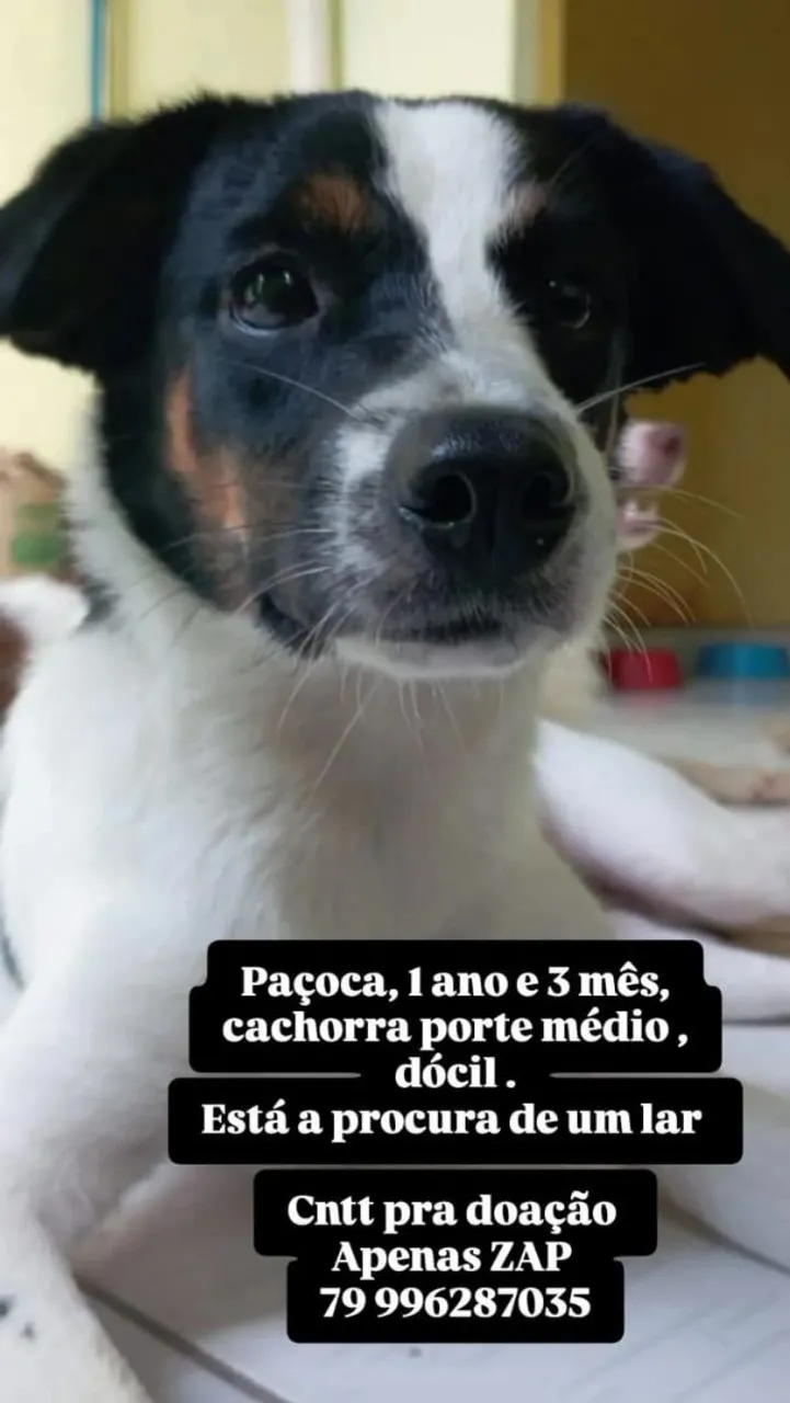 Paçoca - Cachorra Dócil para Adoção