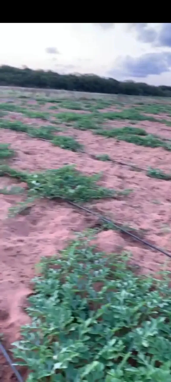 fazenda com 27 hectares no vale de Ceara mirim com irrigação