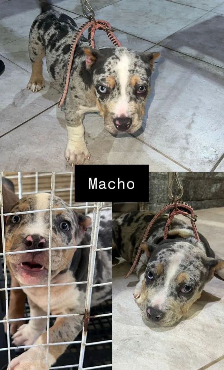 Filhotes American Bully Exótico  - Foto 4