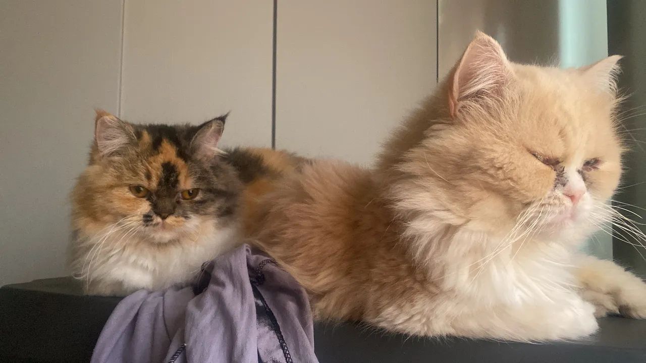 Persa fofo pra vender, macho cor creme  - Foto 2