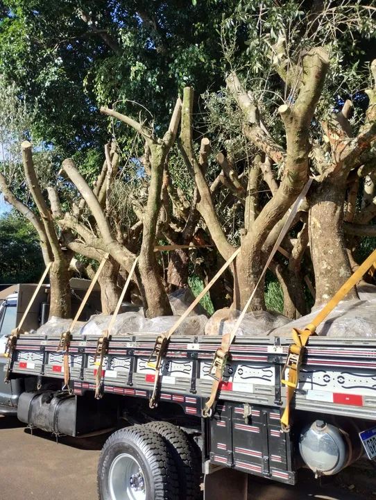 Muda de Oliveira atacado e varejo  - Foto 3