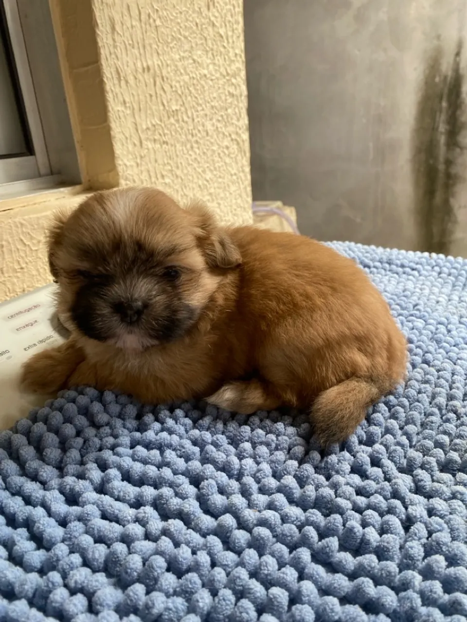 Vendo filhote de Shihtzu fêmea mini.