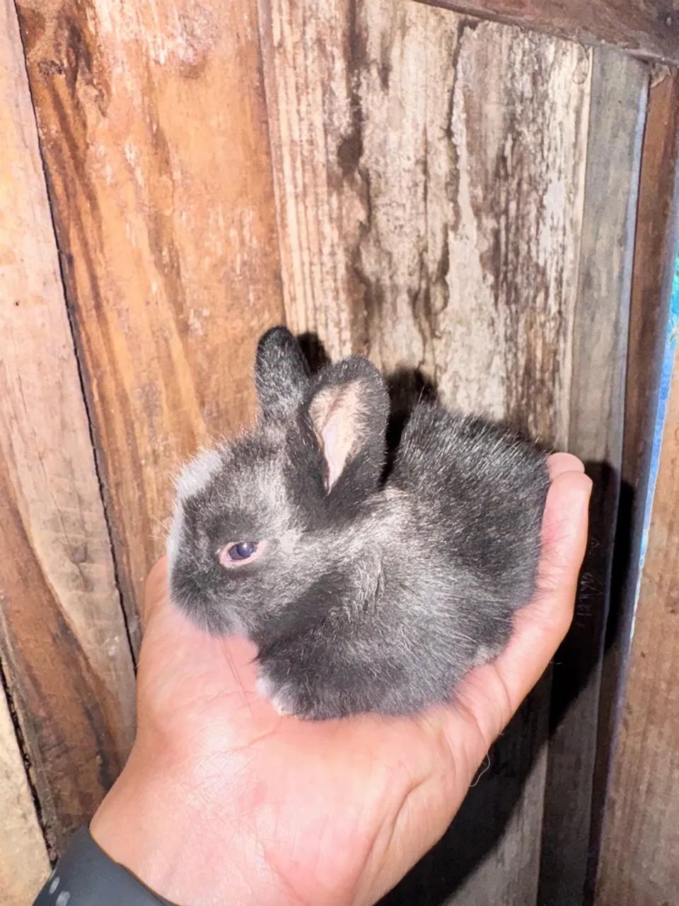 Coelhinho Mini Lion - Foto 3