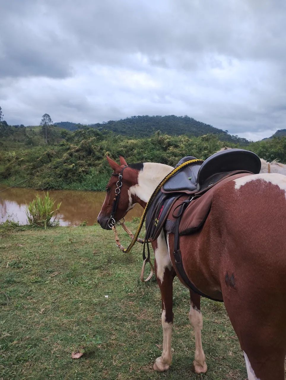 Égua Piquira pampa de marcha picada  - Foto 5