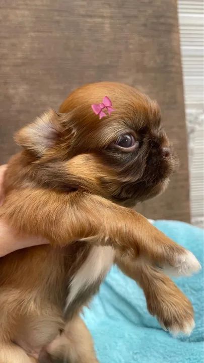 Filhotes Shih Tzu fígado disponíveis  - Foto 3